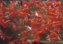 金鱼养殖中应用EM技术实验研究